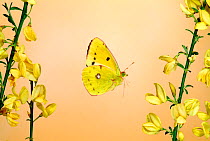 Clouded Yellow Butterfly male (Colias croceus) in flight flying over Broom flowers, UK