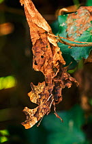 Comma Butterfly (Polygonia c-album) camouflaged on brown, dead leaf, UK