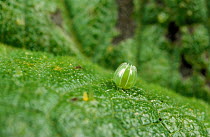 Comma Butterfly egg (Polygonia c-album) on Stinging Nettle leaf, UK
