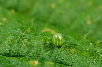 Comma Butterfly (Polygonia c-album) egg on Stinging Nettle leaf, UK.