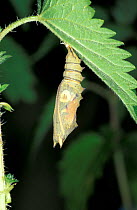 Peacock Butterfly (Inachis io) chrysalis on Stinging Nettle leaf, UK