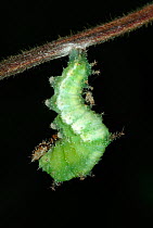 White Admiral Butterfly caterpillar pupating (Ladoga camilla), UK. Sequence 1 of 19.