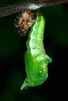 White Admiral Butterfly caterpillar pupating next to old skin (Ladoga camilla), UK. Sequence 3 of 19.