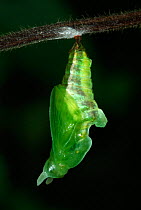 White Admiral Butterfly  (Ladoga camilla) pupa developing, UK. Sequence 4 of 19.