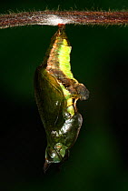 White Admiral Butterfly  (Ladoga camilla) pupa developing, UK. Sequence 5 of 19.