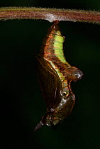 White Admiral Butterfly  (Ladoga camilla) pupa developing, UK. Sequence 6 of 19.