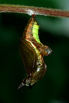 White Admiral Butterfly  (Ladoga camilla) pupa developing, UK. Sequence 7 of 19.