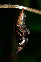 White Admiral Butterfly adult emerging from pupa (Ladoga camilla), UK. Sequence 8 of 19.