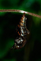 White Admiral Butterfly adult emerging from pupa (Ladoga camilla), UK. Sequence 9 of 19.