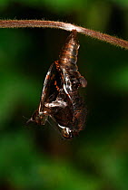 White Admiral Butterfly adult hatching from pupa (Ladoga camilla), UK. Sequence 10 of 19.