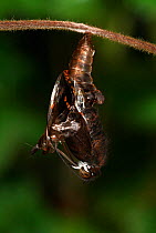 White Admiral Butterfly adult emerging from pupa (Ladoga camilla), UK. Sequence 11 of 19.