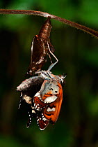 White Admiral Butterfly adult emerging from pupa (Ladoga camilla), UK. Sequence 12 of 19.