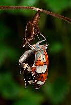 White Admiral Butterfly adult emerging from pupa (Ladoga camilla), UK. Sequence 14 of 19.