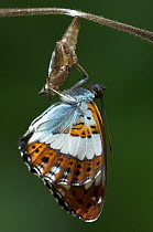 White Admiral Butterfly adult hatching from pupa (Ladoga camilla) drying out wings, UK. Sequence 16 of 19.