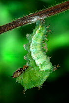 White Admiral Butterfly caterpillar pupating (Ladoga camilla), UK. Sequence 1 of 3