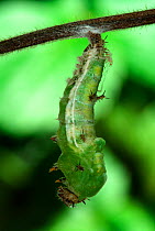 White Admiral Butterfly caterpillar pupating (Ladoga camilla), UK. Sequence 2 of 3