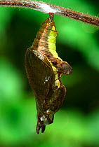 White Admiral Butterfly pupa (Ladoga camilla), UK. Sequence 3 of 3