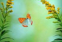 Large Copper Butterfly (Lycaena dispar) in flight through Goldenrod flowers. Captive special breeding group for release into the wild, extinct in the  UK.