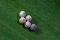 Owl Butterfly (Caligo eurilochus) eggs on Banana leaf food plant, Iquitos, Peru