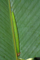 Owl Butterfly caterpillar (Caligo) camouflaged on Banana leaf food plant, Iquitos, Peru