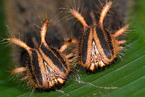 Owl Butterfly (Caligo memnon) caterpillar heads, Costa Rica