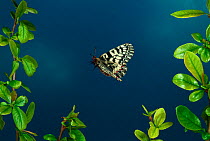 Southern Festoon Butterfly (Zerynthia polyxena) in flight,  captive from Europe.