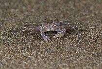 Young Ghost Crab (Ocypode quadrata) camouflaged on beach sand, Hacienda Baru, Costa Rica