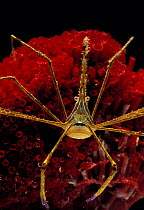 Arrow Crab (Stenorhynchus seticornis) occurs in Atlantic Ocean, captive.