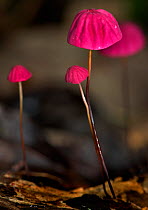 Pink Agaric Mushroom (Marasmius haematocephalus), Hacienda Baru, Costa Rica