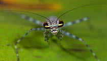Tree Mantis  (Liturgusa annulipes) head showing large compound eyes, Hacienda Baru, Costa Rica