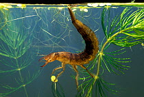 Great Diving Beetle (Dytiscus marginalis) larva underwater in pond with tail at surface for breathing, UK