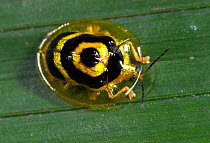 Tortoise Beetle (Chrysomelidae) Hacienda Baru, Costa Rica