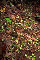 Leaf Cutter Ants (Atta cephalotes) on trail in rainforest taking leaves back to nest, Iquitos, Peru