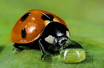 Seven-Spot Ladybird Beetle drinking from water droplet on leaf (Coccinella septempunctata) UK