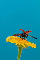 Seven-Spot Ladybird Beetle taking off from flower (Coccinella septempunctata), UK