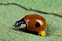 Two-Spot Ladybird Beetle (Adalia bipunctata) female laying eggs on leaf, UK.