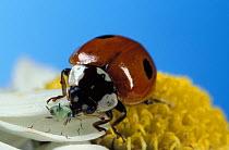 Two-Spot Ladybird Beetle (Adalia bipunctata) adult feeding on Aphid on a Daisy flower, UK.