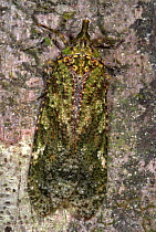 Lantern Bug (Fulgora) camouflaged on tree trunk, Manu, Peru