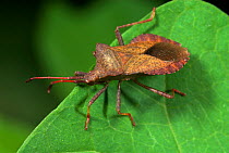 Dock Bug (Coreus marginatus) on leaf, UK.