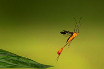 Flag-footed Bug (Anisoscelis flavolineata) in flight, Costa Rica