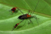 Flag-footed bug (Anisoscelis flavolineata), Hacienda Baru, Costa Rica