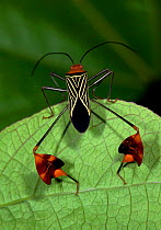 Flag-Footed Bug (Anisoscelis flavolineata), Hacienda Baru, Costa Rica
