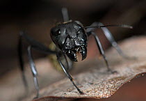 Golden Ant (Camponotus sericeiventris) soldier defending nest, head showing jaws, Hacienda Baru, Costa Rica