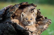 Canadian Lynx (Lynx canadensis) seven-week kittens in log, Minnesota, USA, captive.