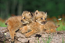 Canadian Lynx (Lynx canadensis) seven-week kittens on log, Minnesota, USA, captive.