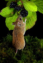 Wood Mouse (Apodemus sylvaticus) feeding on Blackberry fruit, UK