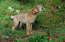 Coyote (Canis latrans) nine week pup howling in woodland, Minnesota, USA, captive.