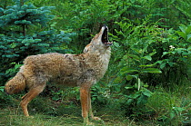Coyote (Canis latrans) female adult howling in woodland, summer, Minnesota, USA, captive.