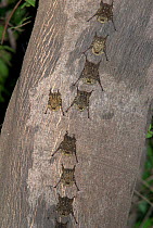 White-Lined Sac-Winged Bat (Saccopteryx bilineata) on tree trunk, Iquitos, Peru
