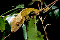 New Caledonian crested gecko on branch (Correlophus / Rhacodactylus ciliatus) New Caledonia.